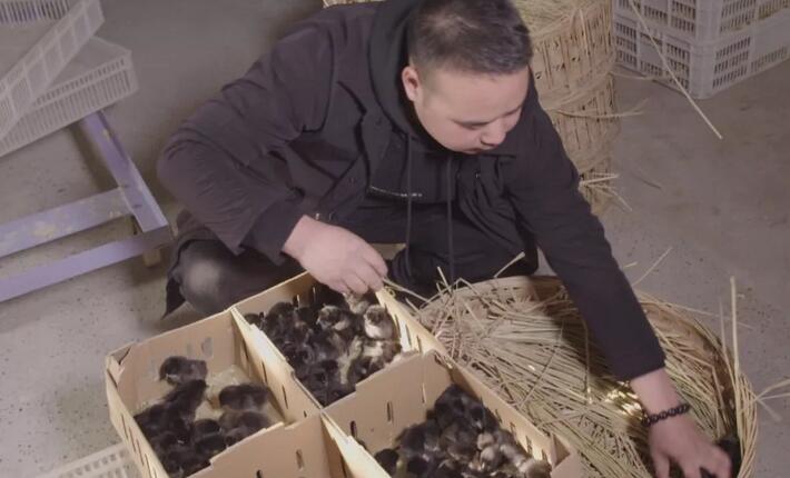 农村小伙养6000只鸡,养一万只黑鸡一年利润