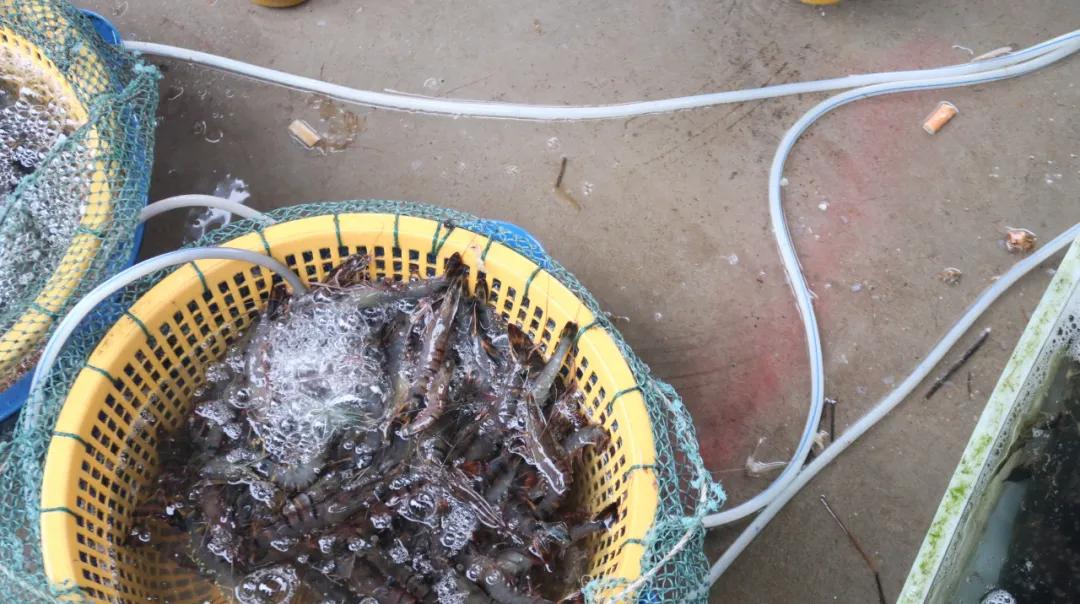 在海南岛最霸气的渔港码头,海南十大渔港码头