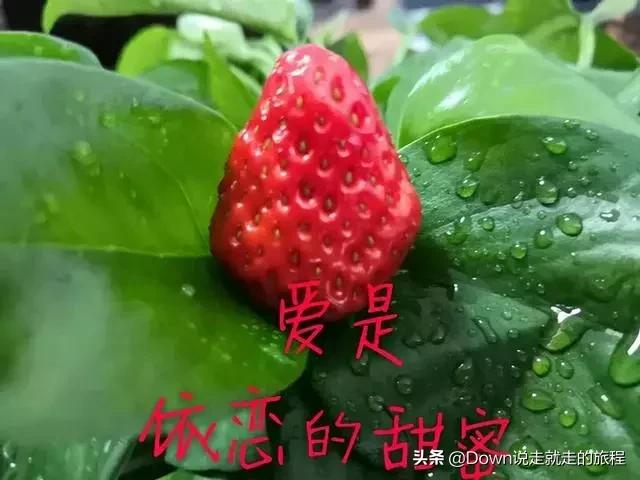 想你是我戒不掉的瘾原唱,想你是我戒不掉的习惯