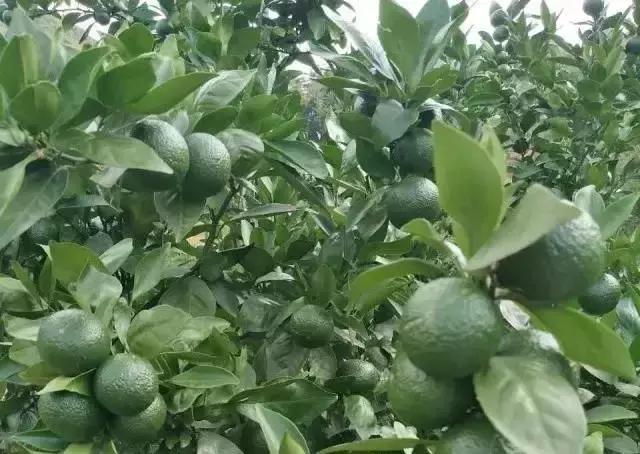 贡柑特点,贡柑的特点是什么