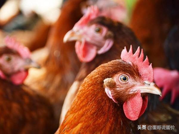 淘鸡价格会大涨吗,淘鸡价格还会继续冲高吗