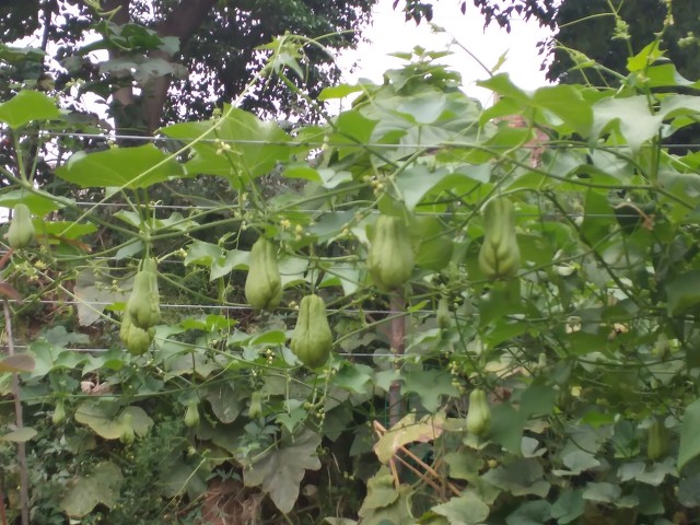 农村一棵树结几百斤的瓜,营养丰富,却鲜少有人种植,你见过吗?