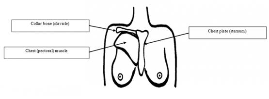 孕期乳房有硬块而且针扎样疼痛,68岁乳房像针扎一样疼痛怎么回事