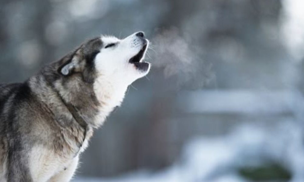 哈士奇太难养了,哈士奇难养吗