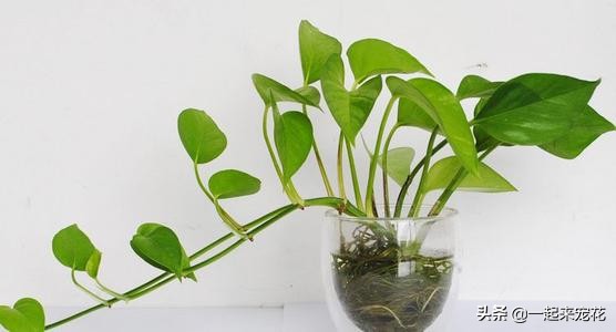绿萝水培总是黄叶？只要3招，立马就绿回来