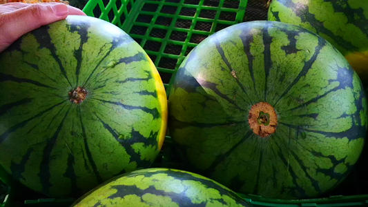 买西瓜时怎么挑到又沙又甜的,买西瓜怎么挑又甜又好吃