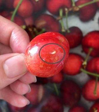 大樱桃如何防治果蝇虫害,大樱桃如何防治果蝇的侵害