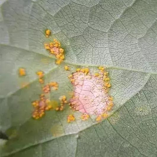 葡萄发黑果子不长是什么原因,葡萄长不大黄叶是怎么回事