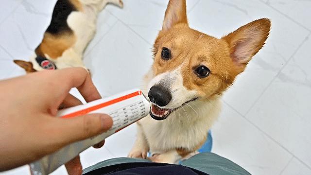 吸屁屁，短腿大耳肉嘟嘟，这家店进去就出不来了…