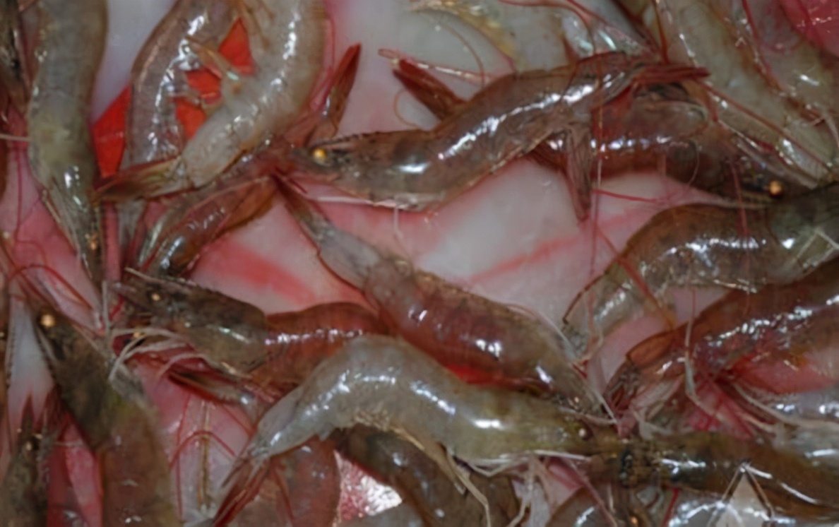 日本对虾红尾病,对虾红尾红须处理案例