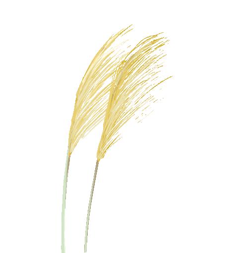 洛阳最新免费公园,洛阳公园免费