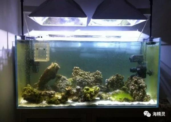 为什么容易爆藻,为什么有的人对鱼那么痴迷