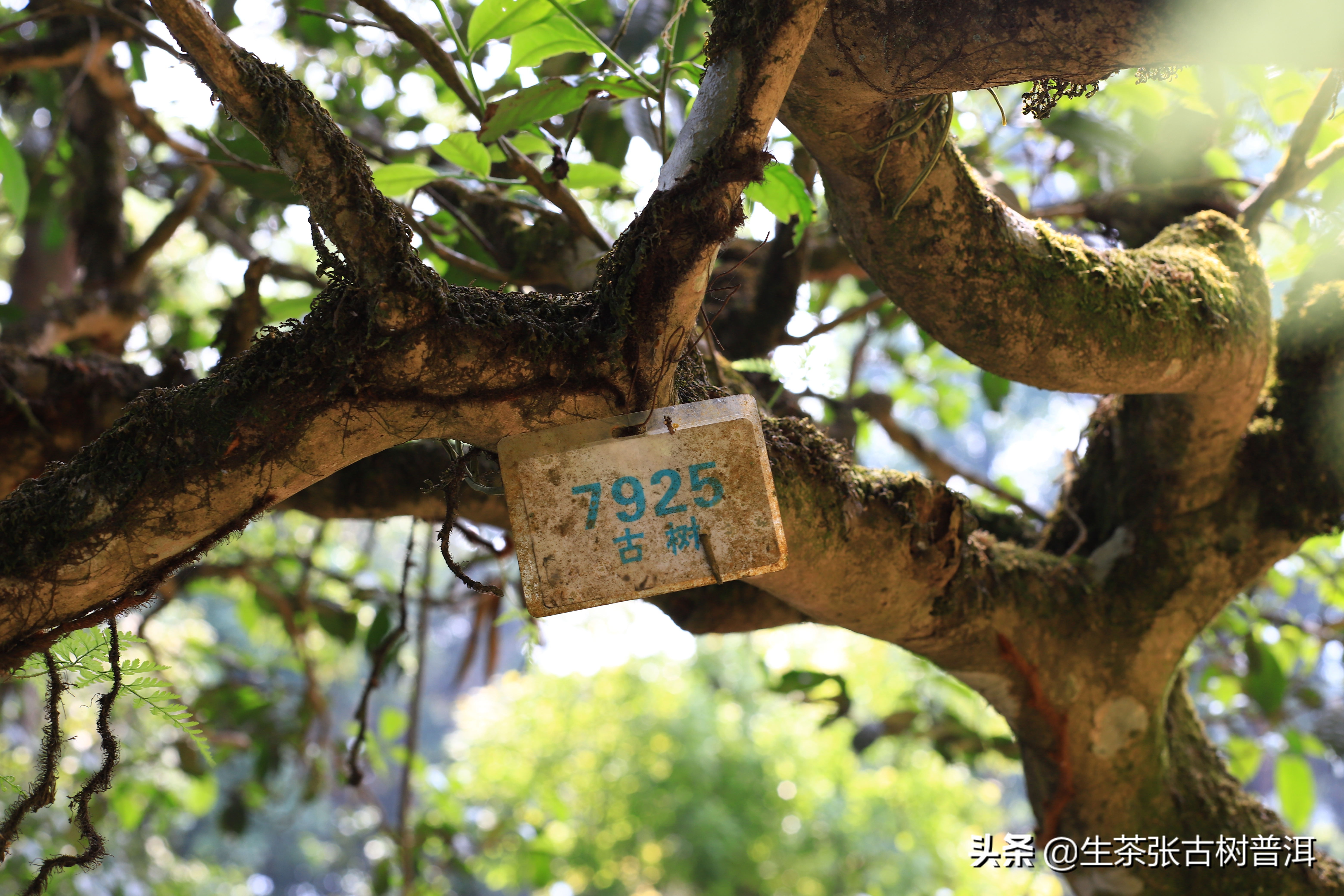 2020年古六大茶山莽枝乔木普洱茶,云南普洱茶各大茶山分布图