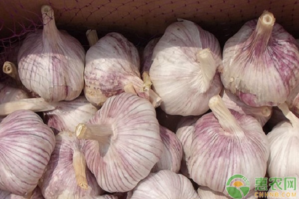 重茬地种大蒜用什么肥料好,大蒜重茬施什么药