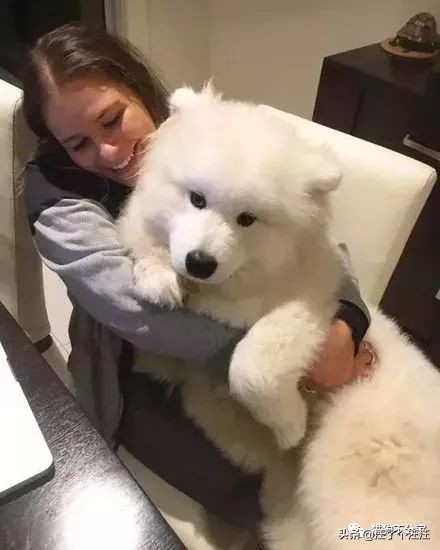 萨摩和金毛打架找主人抱抱,喜欢抱抱的狮子