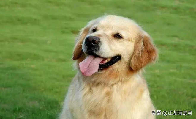 怎么解决金毛的坏习惯,金毛出门遛狗它不愿意走怎么办