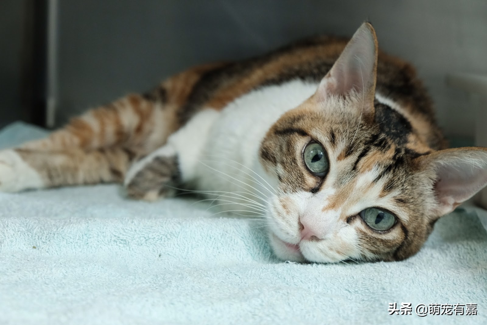 猫口炎期间怎么清洁牙齿,猫咪口炎吃什么药有效