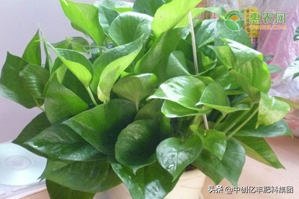 绿萝冻伤怎么快速补救,冻伤的绿萝怎么补救