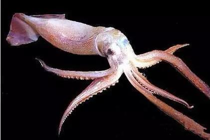 开海特价海鲜,开海的海鲜视频