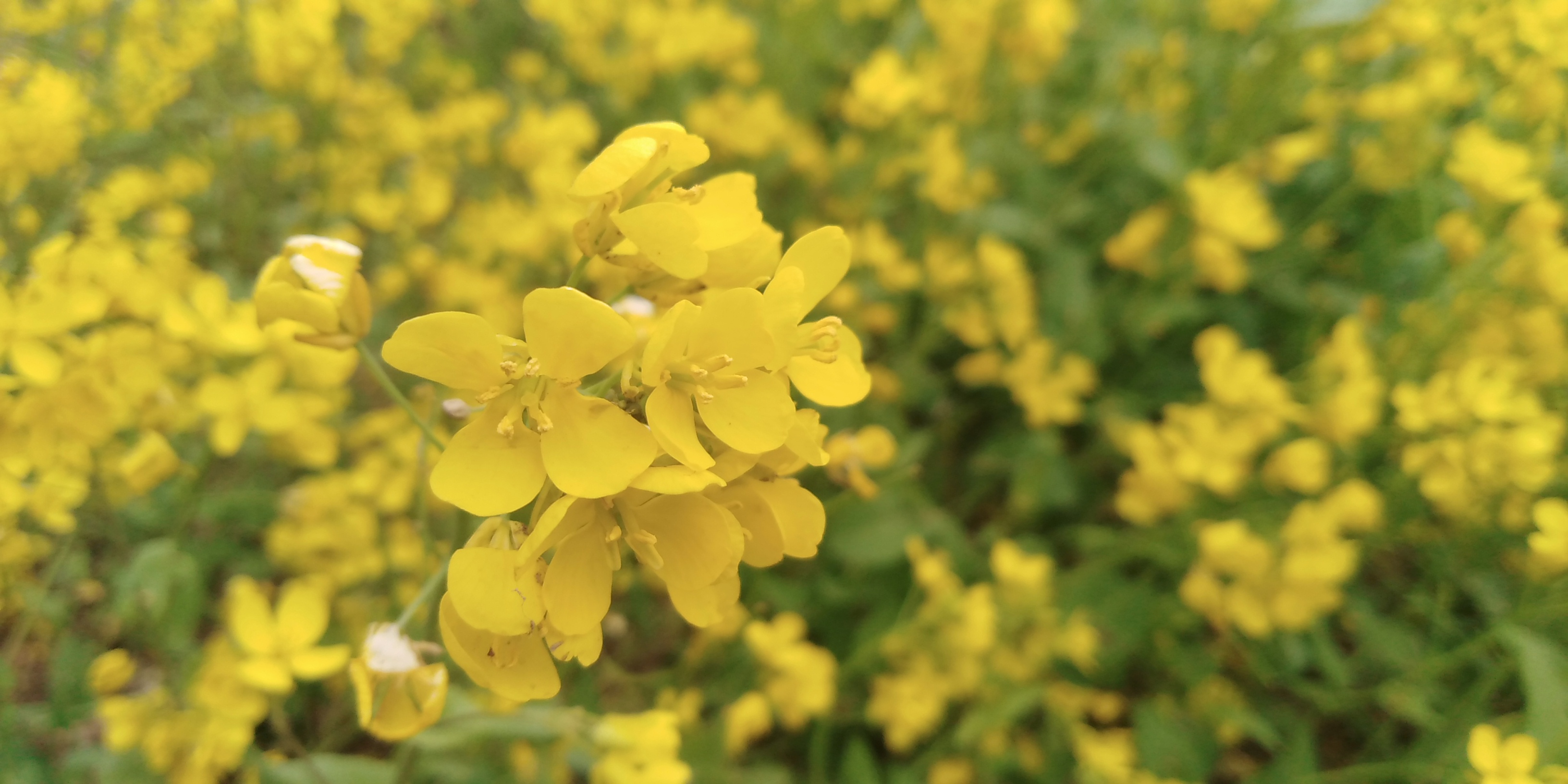 油菜花海邯郸北湖,邯郸春天适合去的公园