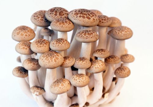 茄子和蘑菇一起吃会中毒？和螃蟹同吃会腹泻？怎样吃茄子才健康？