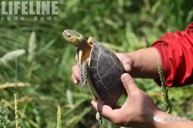 黄缘孵化过程照蛋图,黄缘闭壳龟摸蛋技巧