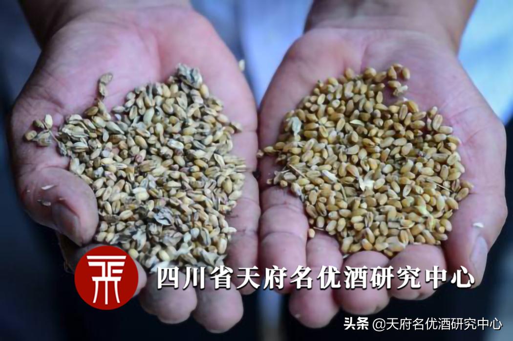 酿酒有发霉味怎么回事啊,酿酒过程发霉还能喝吗