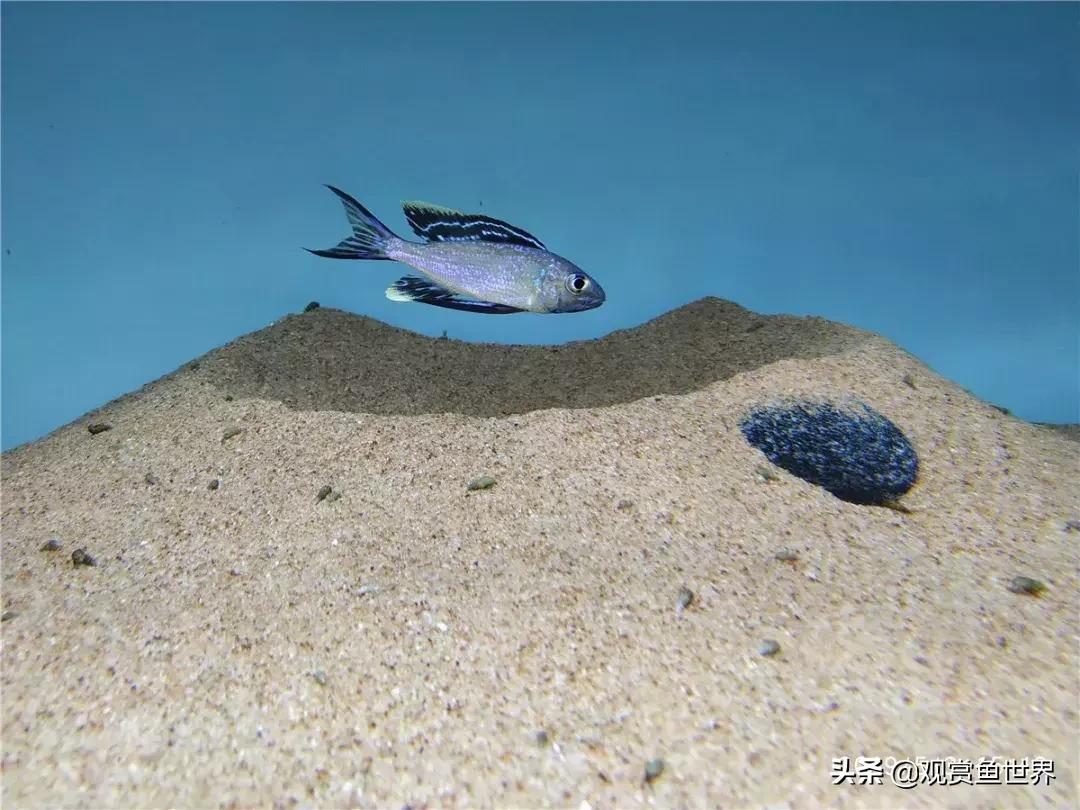 梦想的三湖世界持续建设中……方位:中国天津