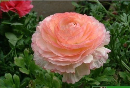 牡丹品种适合新手种又香又好养,喜欢花的可以养几盆铃兰花