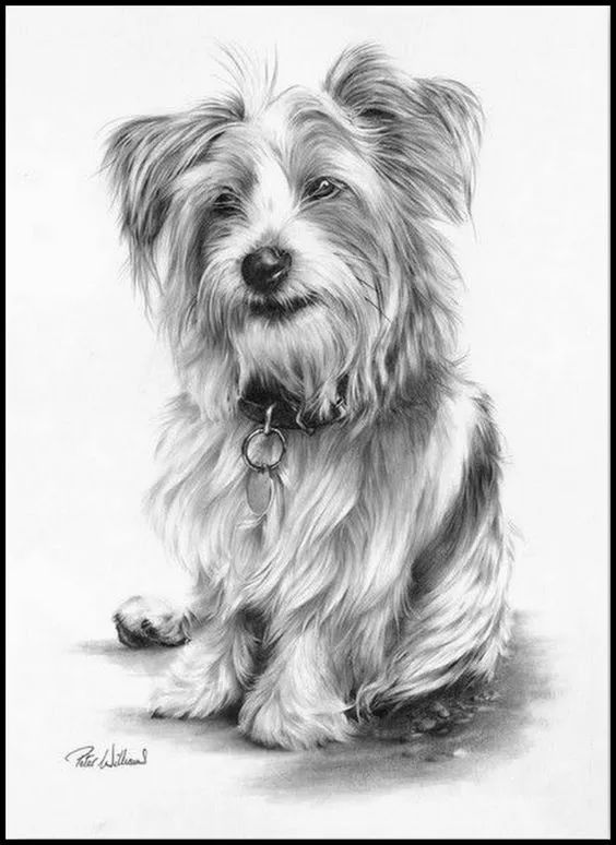 素描动物最全的收集,精微素描动物临摹高清大图