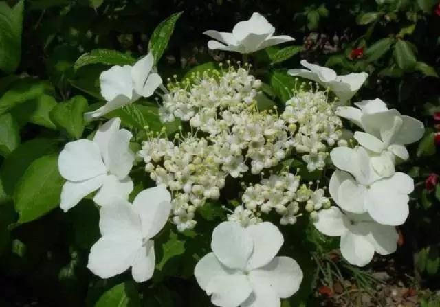 怎么培养花蝴蝶,培育蝴蝶小苗的方法