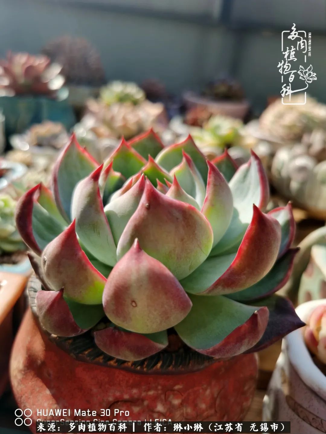 多肉变美是需要时间的,千万别辜负了多肉变美的黄金季节