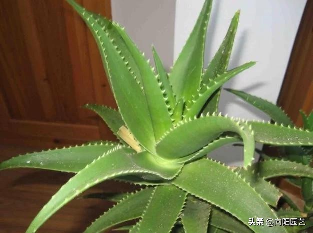 不起眼的芦荟，价值非常高，夏天止痒必备，有“它”不用怕蚊子