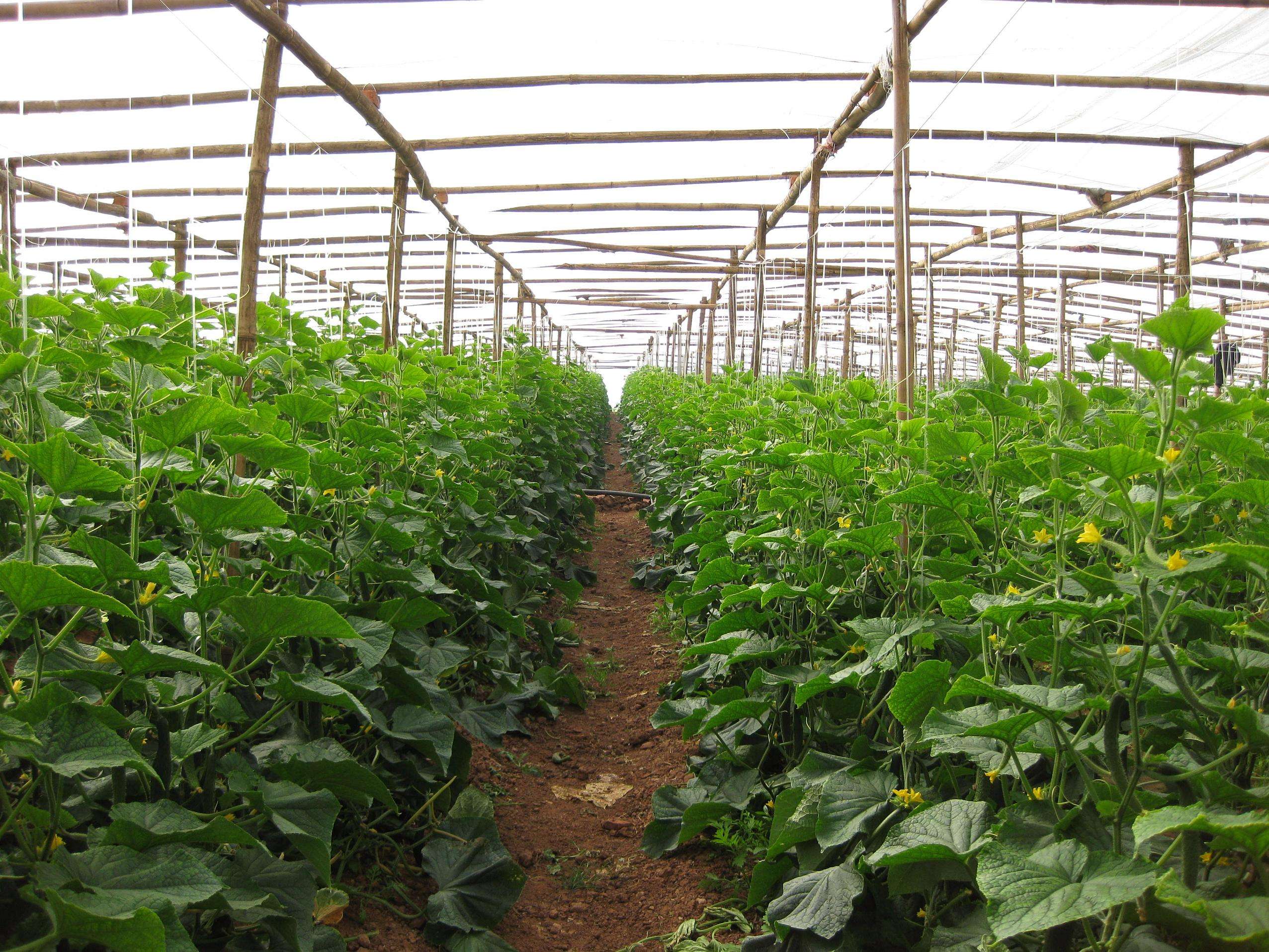 黄瓜弯曲的原因及解决方法,黄瓜生长期间怎么预防病害