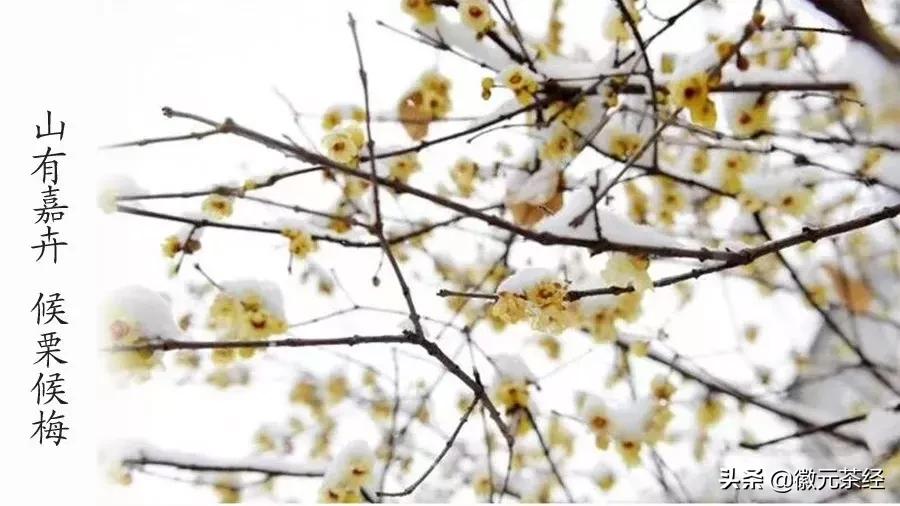 踏雪寻梅腊梅,踏雪寻梅红梅傲雪