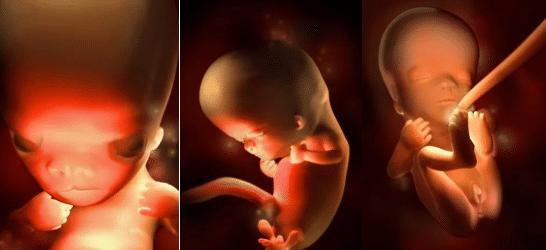 胎儿的发育全过程及注意事项,胎儿发育40周全过程纪录片