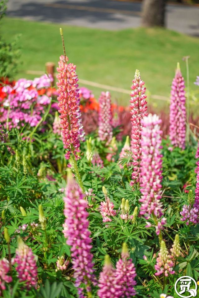 深圳史上最大最美的花展来啦,走进深圳仙湖植物园的国际花展