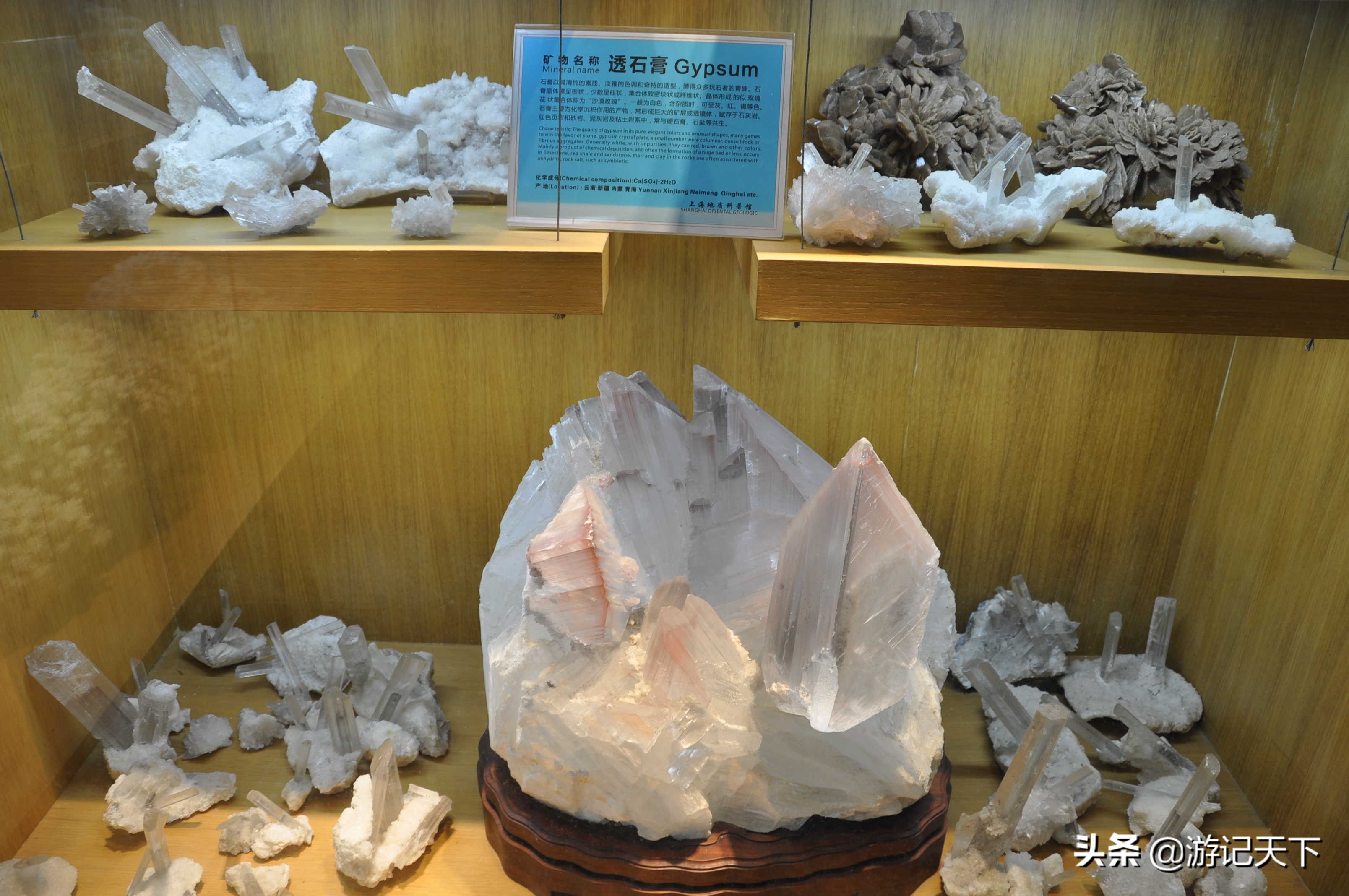 阿尼亚参观博物馆,上海地质科普馆游玩