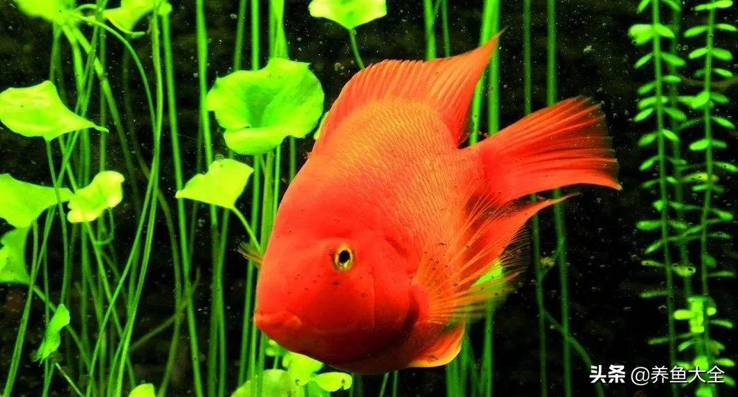 养鱼知识分享从0开始,养鱼知识干货