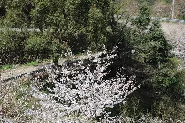 奉化樱花公园,奉化樱花谷