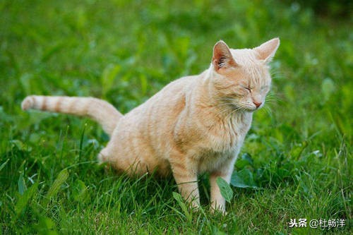 被猫尿了有什么预兆,被猫尿一身有啥说法