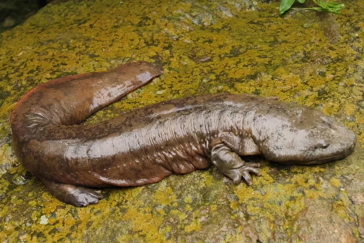 乌龟为什么能活那么多,乌龟为什么能活得那么长时间