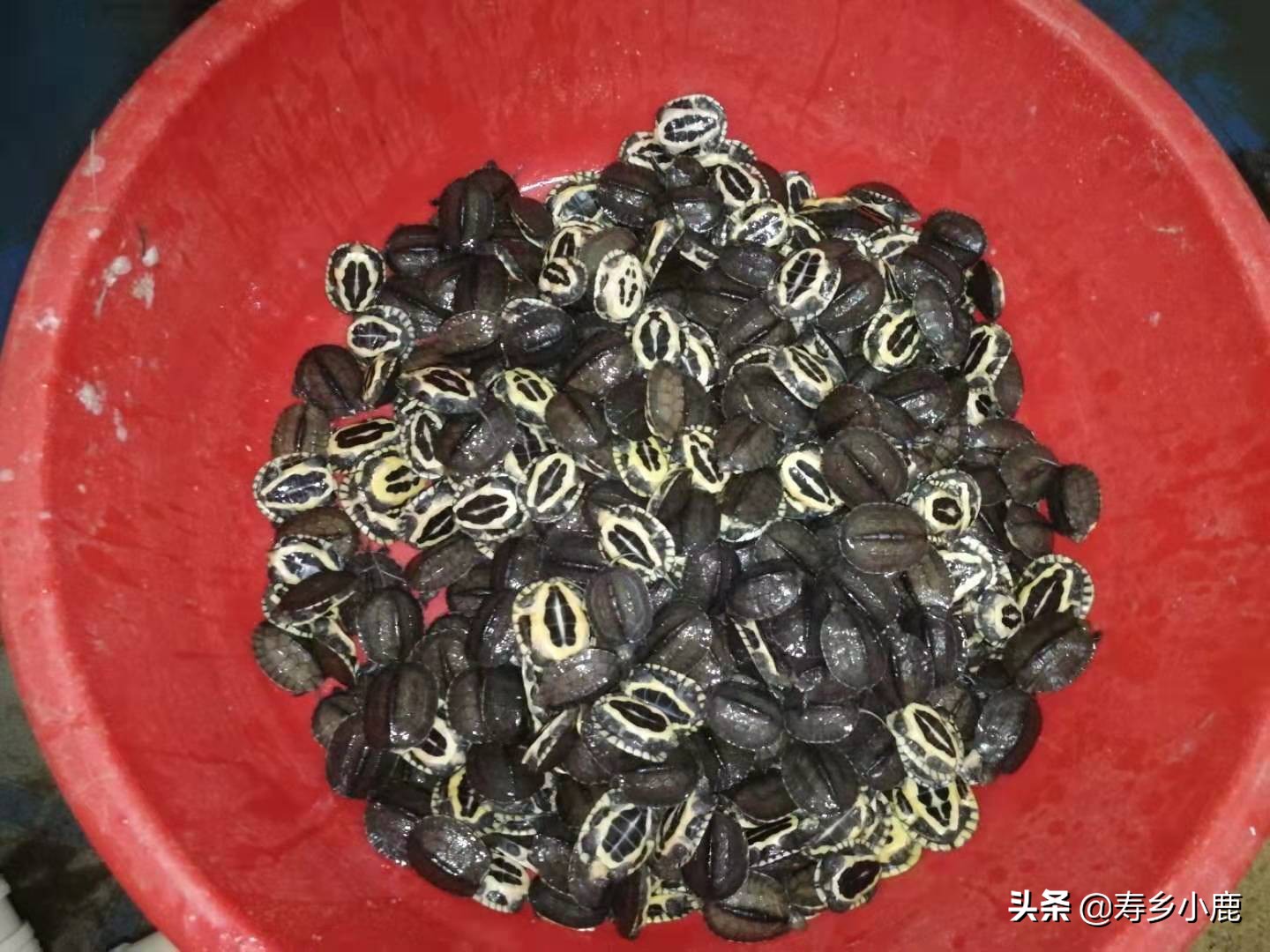 石金钱龟价格暴涨和暴跌的背后，真正的推手是谁？帮凶是谁？