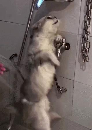 猫咪洗澡后精神萎靡不振,给猫咪洗澡后猫咪精神很差