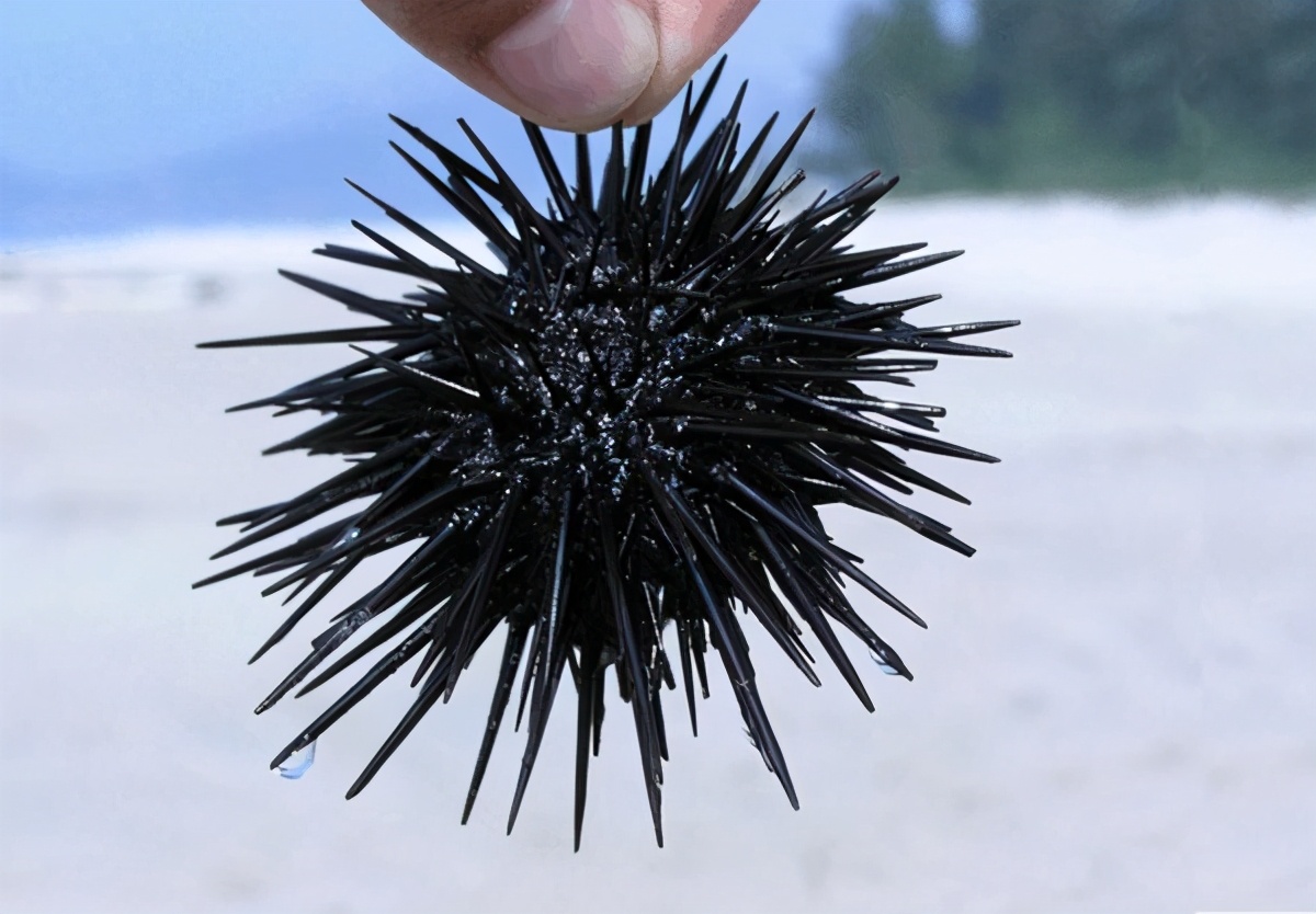 到底是海星吃海胆还是海胆吃海星,是海星吃海胆还是海胆吃海星