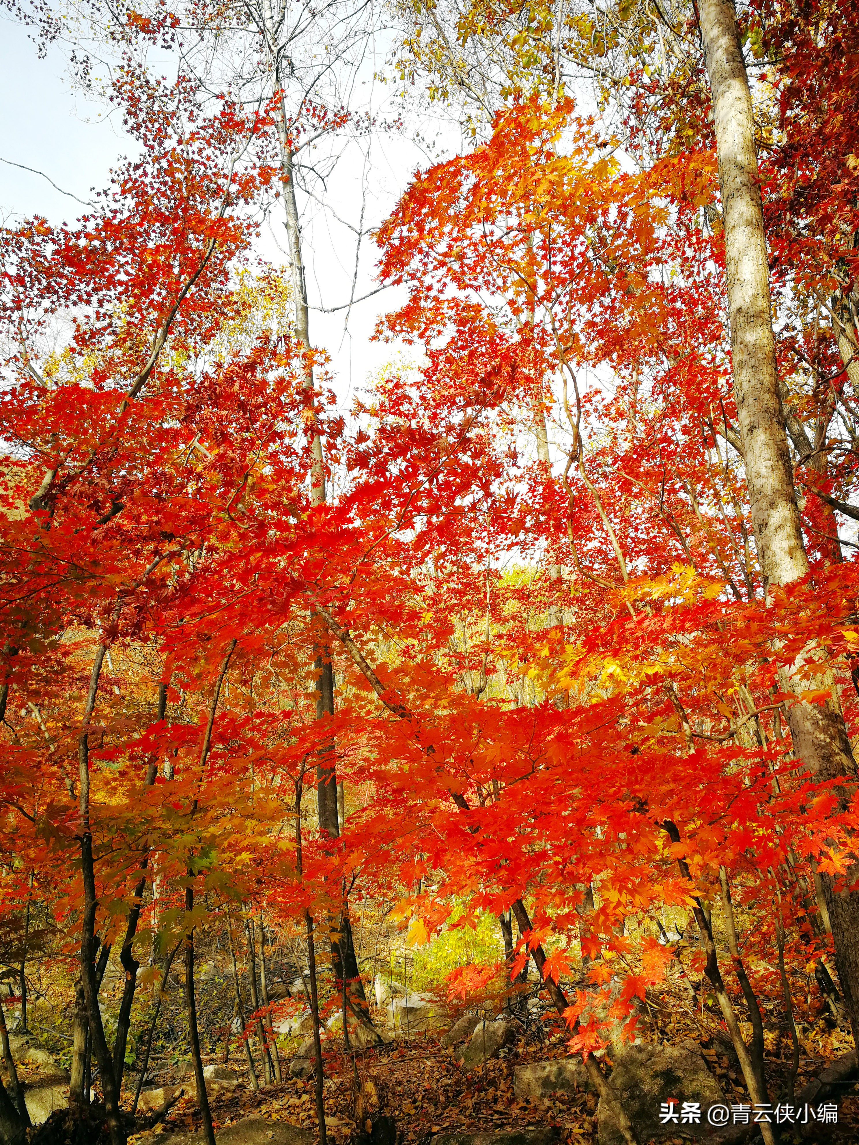 中国十大红叶最美的地方,四大赏红叶胜地