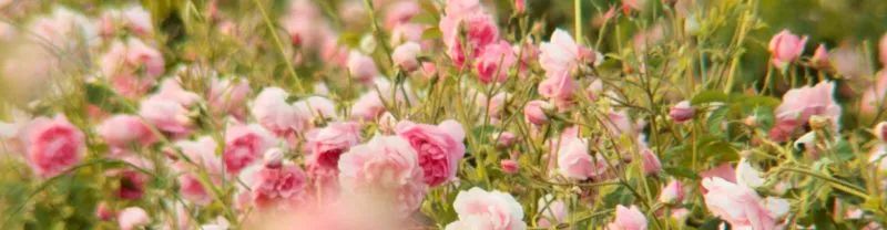 一篇文章带你了解法国香水