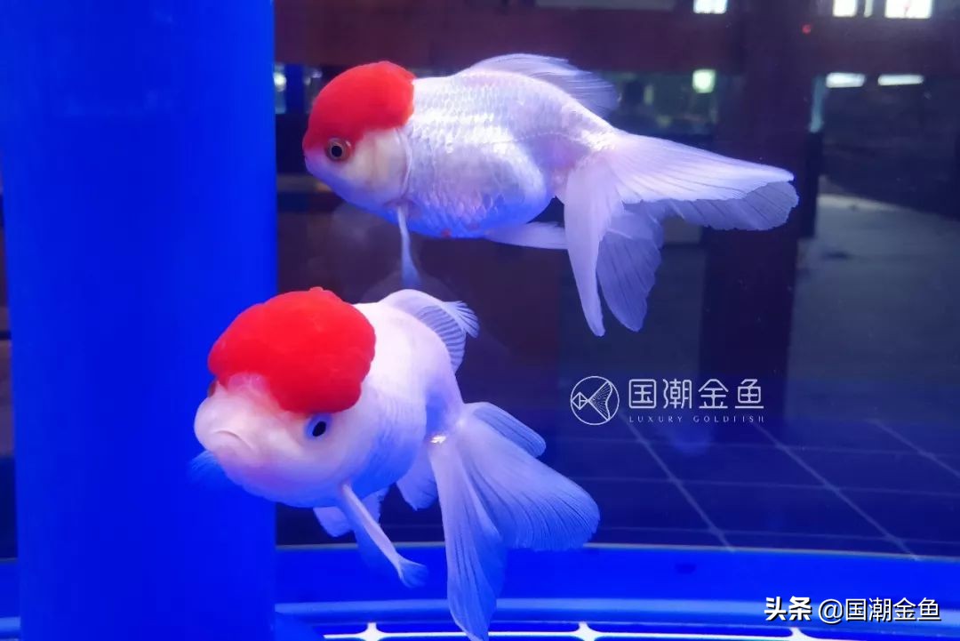 老北京鱼盆养苔过程图片,老北京鱼盆快速出苔