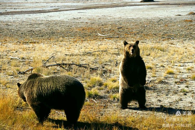 鍖楃編鏋儏闃虫柊,鍖楃編鏋儏鍥剧墖