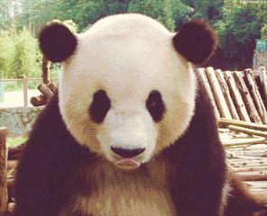 当年蚩尤坐骑,蚩尤的坐骑